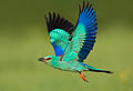 Die Blauracke, hier ein erwachsenes Exemplar, ist ein ausgesprochen farbenprächtiger Vogel. (Archivaufnahme)
