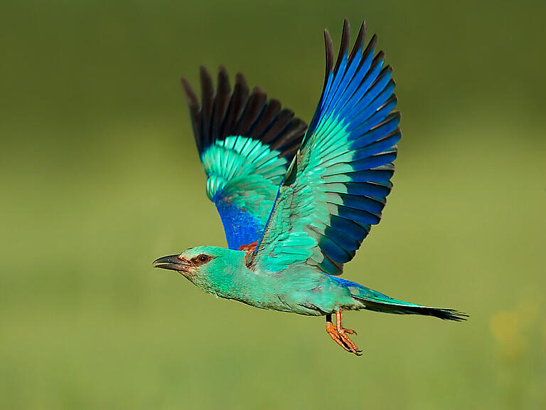 Die Blauracke, hier ein erwachsenes Exemplar, ist ein ausgesprochen farbenprächtiger Vogel. (Archivaufnahme)