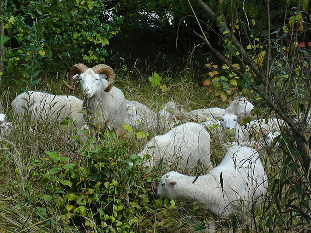 Die Skudden-Schaf-Herde lieferte am Waldrand beim grossen baselstädtischen Friedhof Hörnli eine überzeugende Arbeitsprobe ab, sodass der Stadtkanton sie nun regulär zum Rasenmähen engagiert.