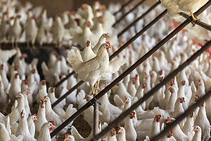 Hühner dürfen künftig vor der Tötung auch mit schonenderen Gasgemischen betäubt werden als mit reinem CO2 . Dies ist nur eine von zahlreichen neuen Regelungen, die ab dem 1. Januar gelten. (Symbolbild)
