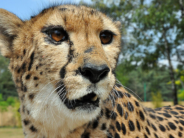ARCHIV - Vor rund sieben Jahrzehnten sind die letzten in Indien lebenden Geparden gestorben - nun versucht das Land, die Raubkatzen wieder anzusiedeln. Foto: Matthias Benirschke/dpa