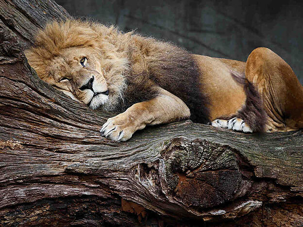 Ein männlicher Löwe liegt auf einem Baumstamm in seinem Gehege in einem Tierpark. (Archivbild)