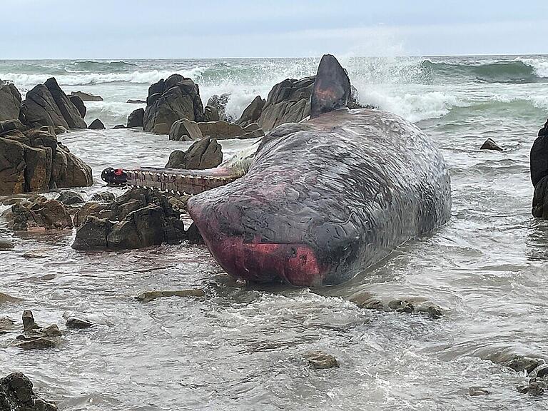 A supplied image obtained on Tuesday, September 20, 2022, of some of More than a dozen dead sperm whales have washed ashore on King Island, north of Tasmania. (AAP Image/Supplied by Department of Natural Resources and Environment Tasmania) NO ARCHIVING, EDITORIAL USE ONLY