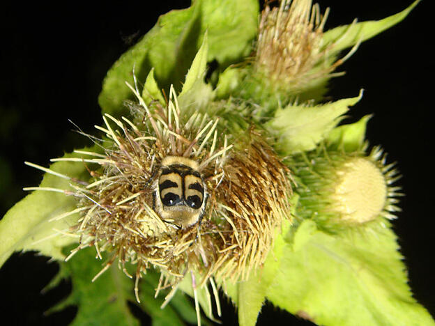 Befinden sich die Blüten der Kohldistel im Dunkeln, werden sie von mehr nachtaktiven Insekten aufgesucht.