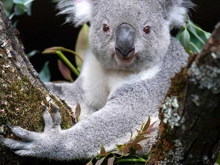 Das neue Koalamännchen Tami erkundigt das Australienhaus im Zoo Zürich.
